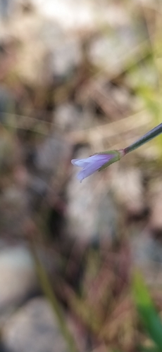 Marsh willowherb (Epilobium palustre)