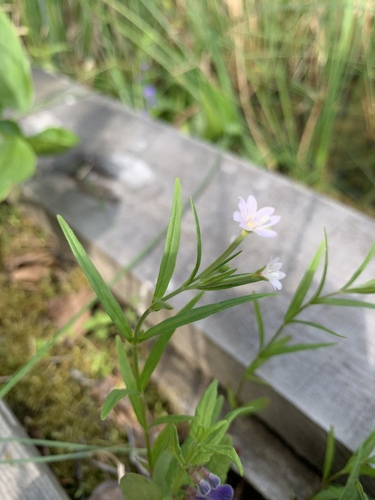 Marsh willowherb (Epilobium palustre)