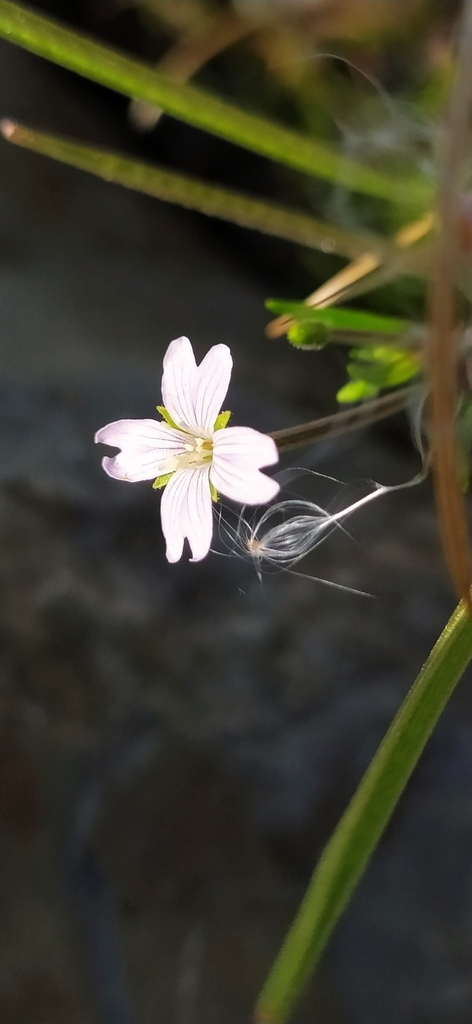 Marsh willowherb (Epilobium palustre)