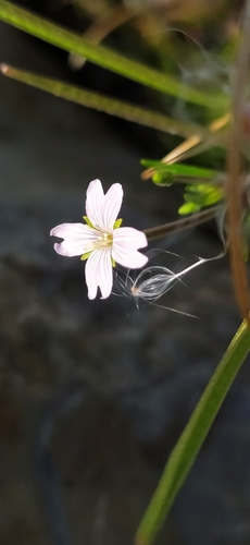 Marsh willowherb (Epilobium palustre)