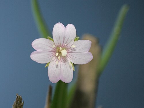 Marsh willowherb: Sumpf-Weidenröschen
