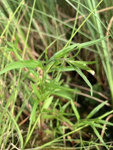 Marsh willowherb (Epilobium palustre)