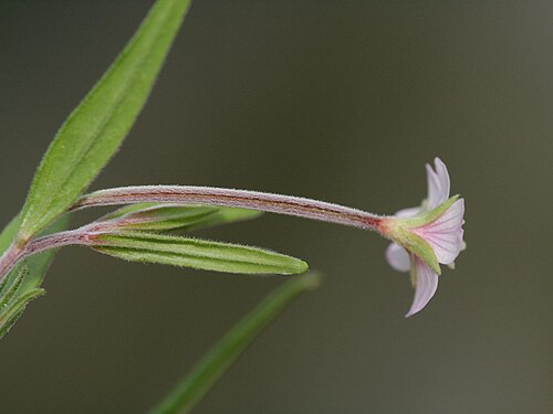 Marsh willowherb: Sumpf-Weidenröschen