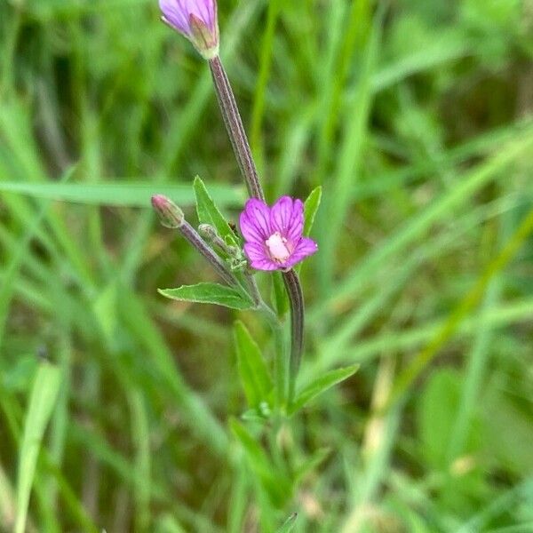 Marsh willowherb (Epilobium palustre)