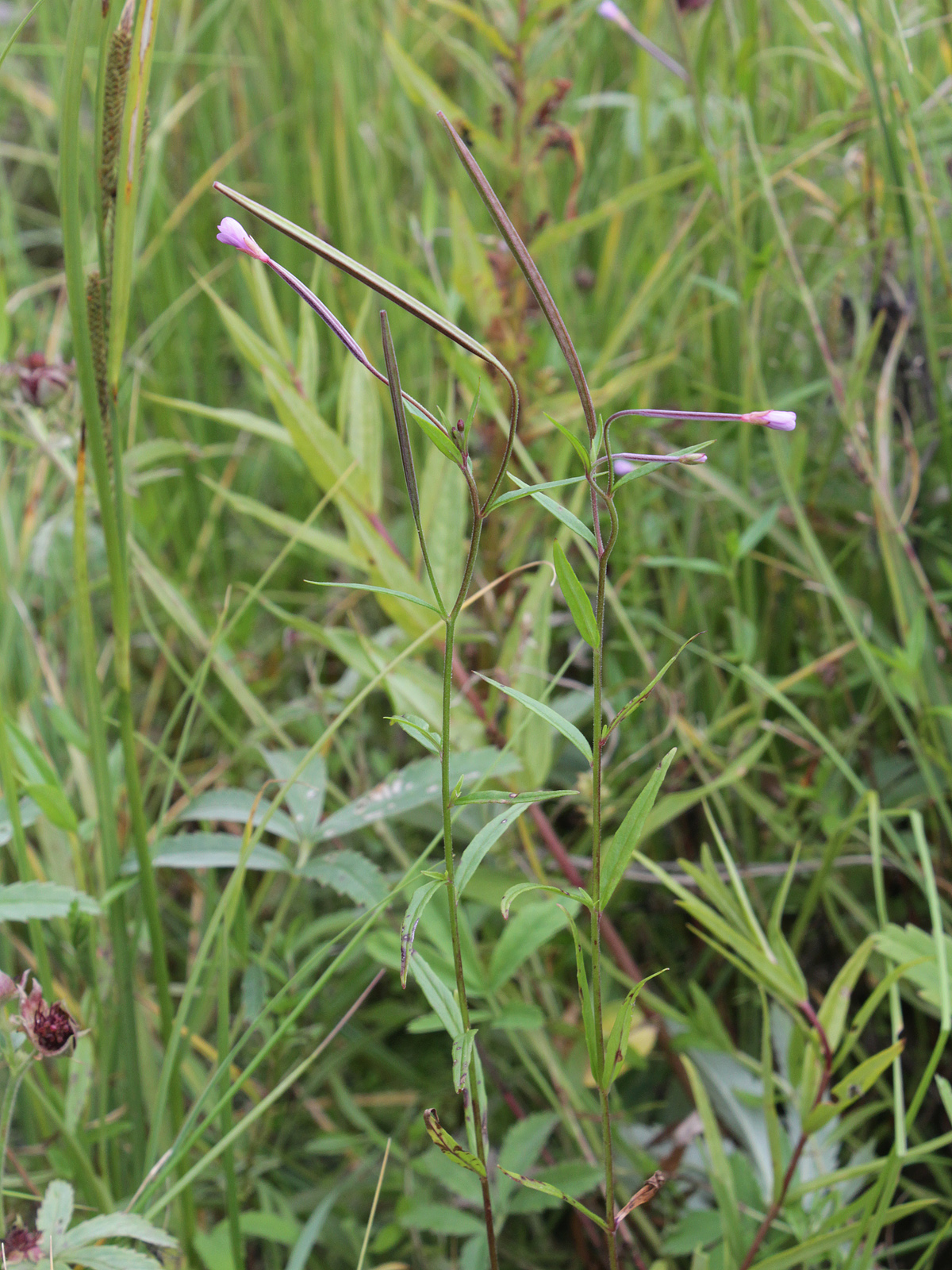 Marsh willowherb: Onagraceae, Epilobium palustre