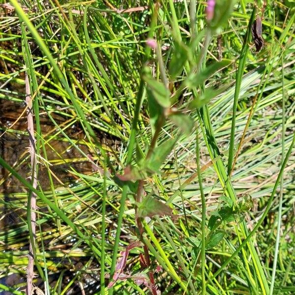 Marsh willowherb (Epilobium palustre)