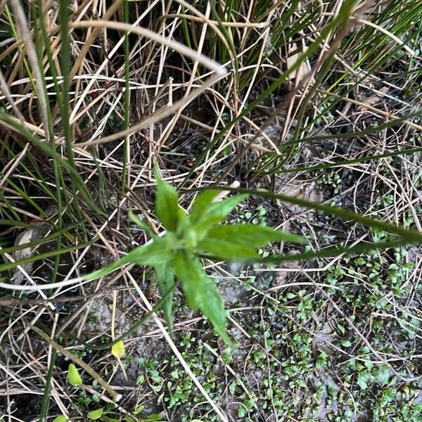 Marsh willowherb (Epilobium palustre)