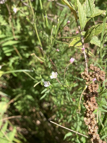 Marsh willowherb (Epilobium palustre)