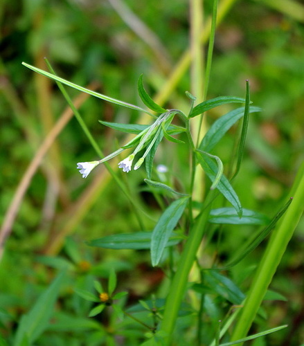 Marsh willowherb (Epilobium palustre)