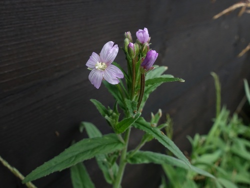 Smallflower hairy willowherb (Epilobium parviflorum)