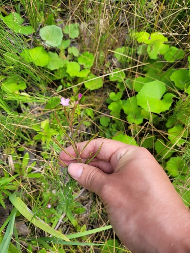 Smallflower hairy willowherb (Epilobium parviflorum)