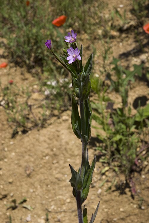 Smallflower hairy willowherb: Epilobium parviflorum Carrière de Fossoy (Aisne), France