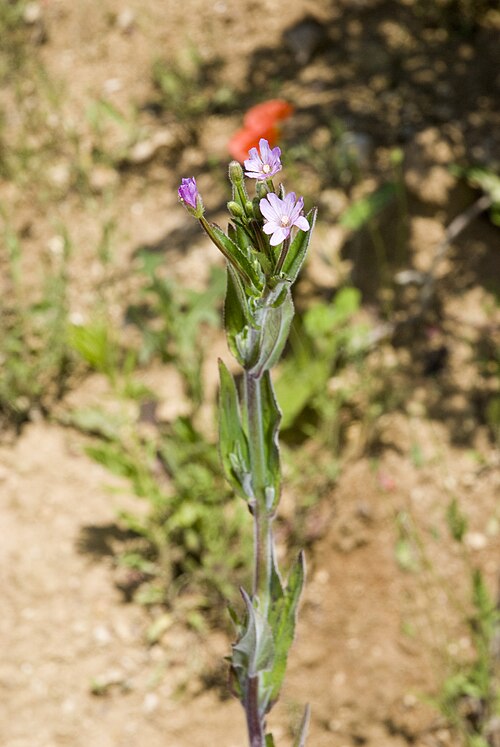 Smallflower hairy willowherb: Epilobium parviflorum Carrière de Fossoy (Aisne), France