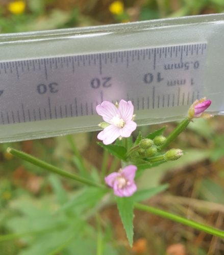 Smallflower hairy willowherb (Epilobium parviflorum)