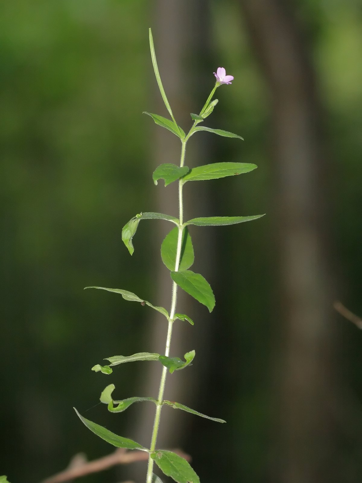 Smallflower hairy willowherb: Kleinblütiges Weidenröschen