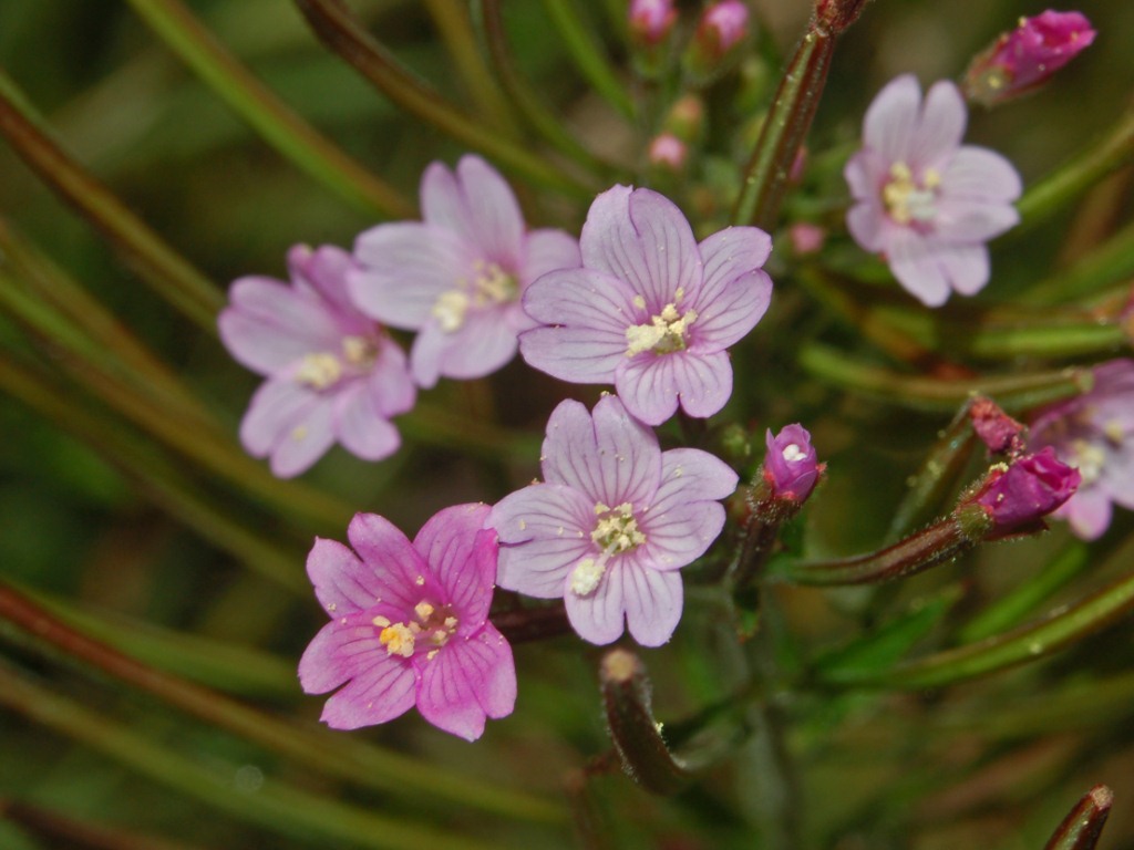 Smallflower hairy willowherb: Epilobium parviflorum - Parco dell'Aveto, Genova, Italy