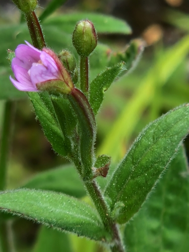 Smallflower hairy willowherb (Epilobium parviflorum)