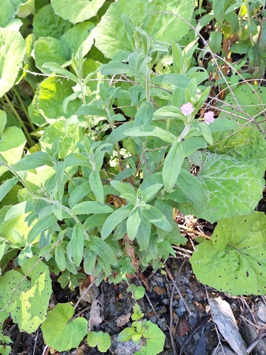 Smallflower hairy willowherb (Epilobium parviflorum)