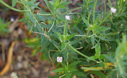 Square-stemmed willowherb (Epilobium tetragonum)