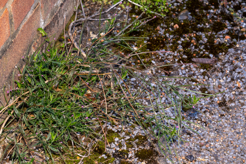 Square-stemmed willowherb (Epilobium tetragonum)