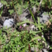 Square-stemmed willowherb (Epilobium tetragonum)