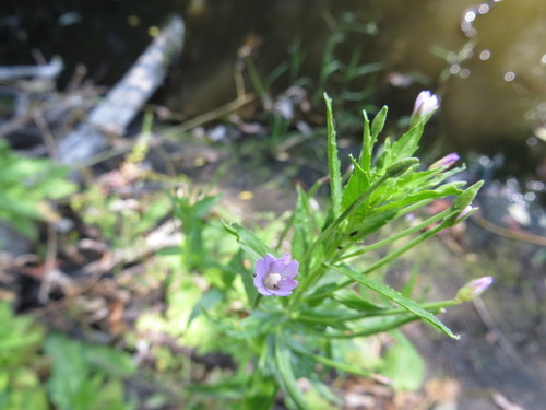 Square-stemmed willowherb (Epilobium tetragonum)
