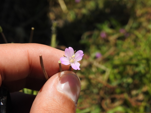 Square-stemmed willowherb (Epilobium tetragonum)