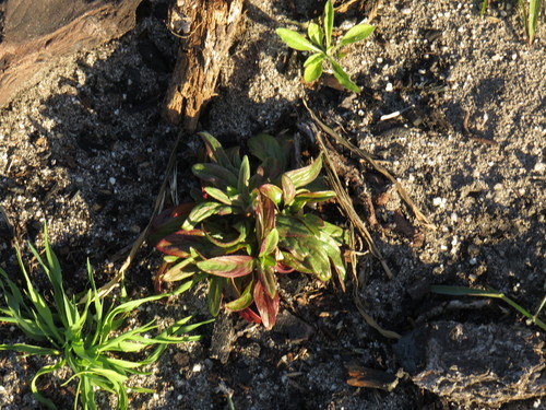 Square-stemmed willowherb (Epilobium tetragonum)