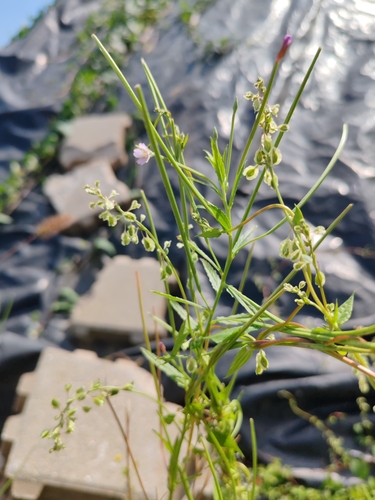 Square-stemmed willowherb (Epilobium tetragonum)