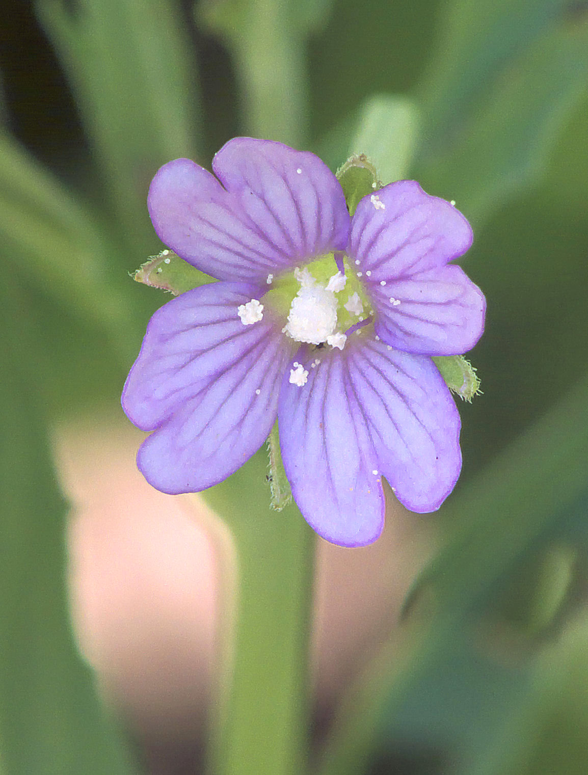 Square-stemmed willowherb: Epilobium tetragonum flower