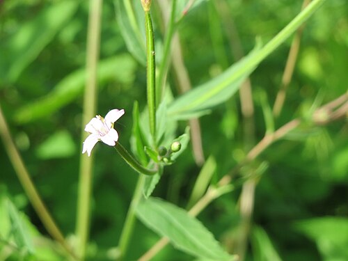 Square-stemmed willowherb: Vierkantiges Weidenröschen ( Epilobium tetragonum ) in der Schwetzinger Hardt - an der Bahnstrecke Mannheim-Karlsruhe findet sich ein kleines Sandmagerrasen-Bio