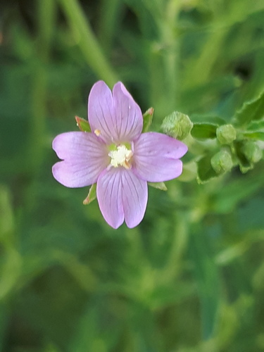 Square-stemmed willowherb (Epilobium tetragonum)