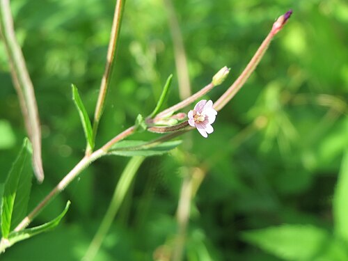 Square-stemmed willowherb: Vierkantiges Weidenröschen ( Epilobium tetragonum ) in der Schwetzinger Hardt - an der Bahnstrecke Mannheim-Karlsruhe findet sich ein kleines Sandmagerrasen-Bio