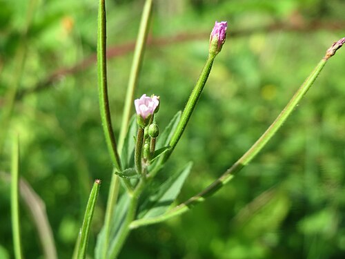 Square-stemmed willowherb: Vierkantiges Weidenröschen ( Epilobium tetragonum ) in der Schwetzinger Hardt - an der Bahnstrecke Mannheim-Karlsruhe findet sich ein kleines Sandmagerrasen-Bio