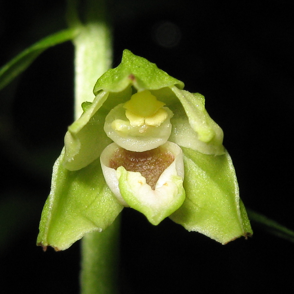 Epipactis albensis: Epipactis albensis , Blüte