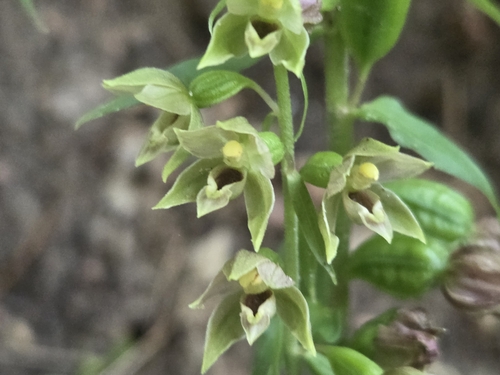 Epipactis albensis (Epipactis albensis)