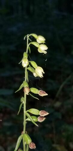 Epipactis albensis (Epipactis albensis)