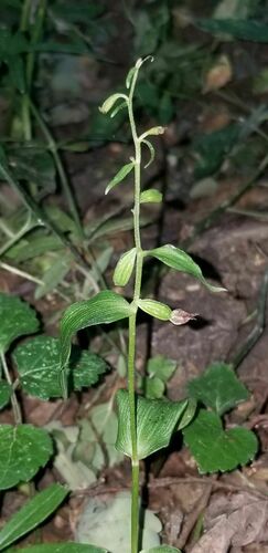 Epipactis albensis (Epipactis albensis)
