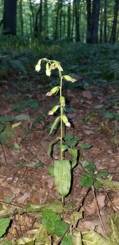 Epipactis albensis (Epipactis albensis)