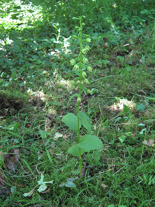 Epipactis albensis: Epipactis albensis , besonders stattliches Exemplar, ca. 35 cm hoch