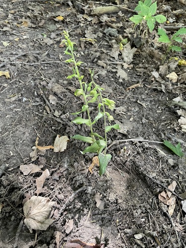 Epipactis albensis (Epipactis albensis)
