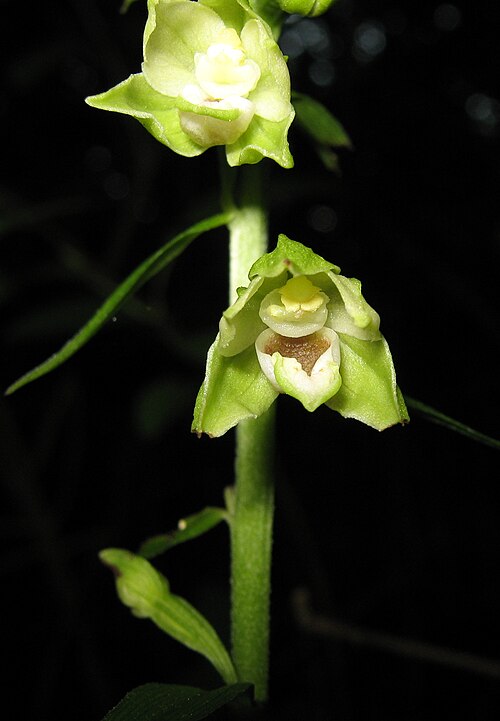 Epipactis albensis: Epipactis albensis , Blüte