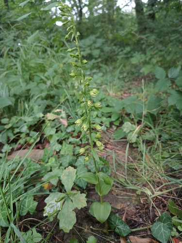 Epipactis albensis (Epipactis albensis)