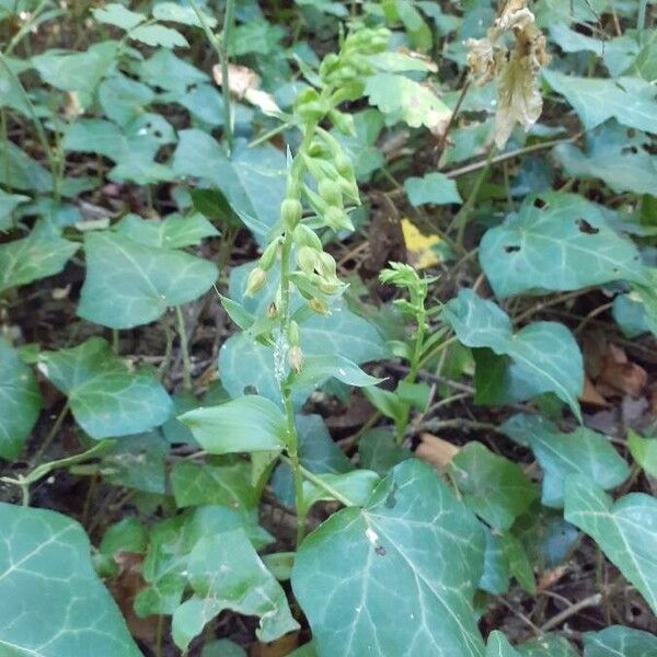 Epipactis albensis (Epipactis albensis)