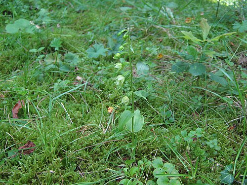 Epipactis albensis: Epipactis albensis , Habitus