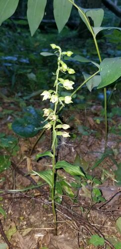 Epipactis albensis (Epipactis albensis)
