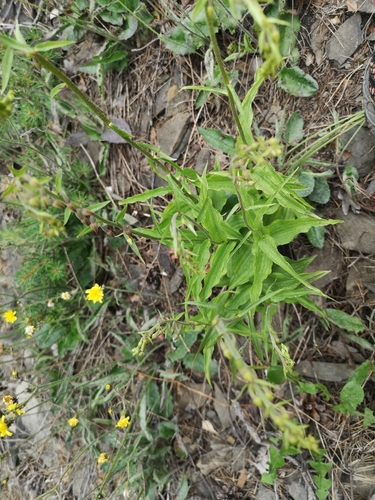 Dark red helleborine (Epipactis atrorubens)