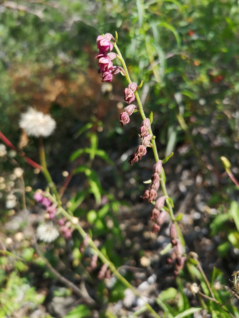 Dark red helleborine (Epipactis atrorubens)