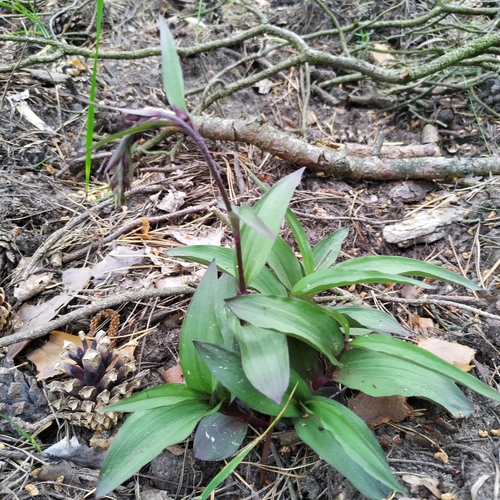 Dark red helleborine (Epipactis atrorubens)