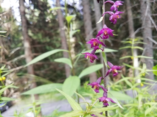 Dark red helleborine (Epipactis atrorubens)